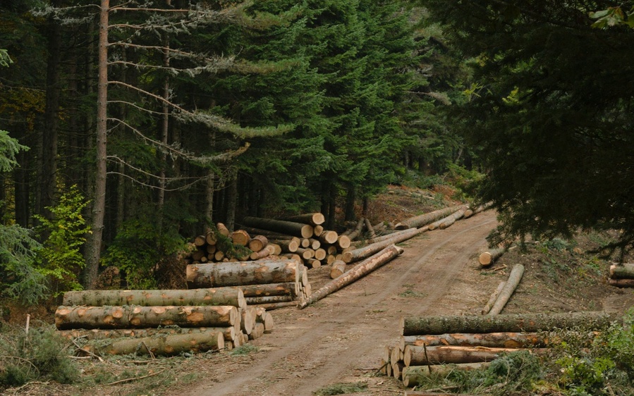 Aprovechamiento forestal responsable